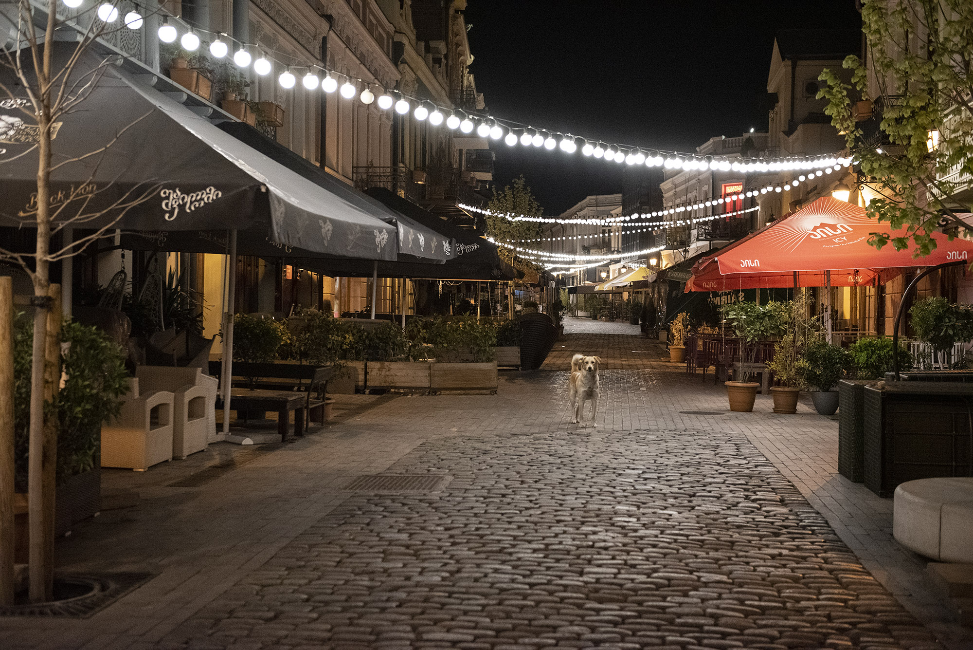 A dog on the New Aghmashenebeli development. Photo: Mariam Nikuradze/OC Media. 