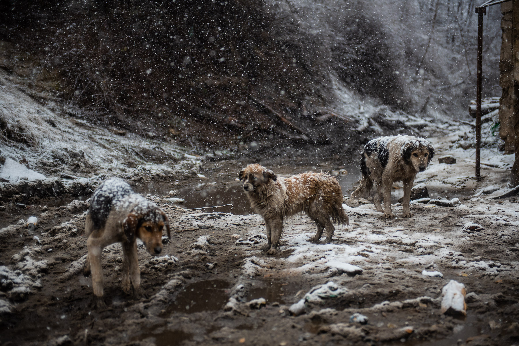 Protesters have been feeding and sheltering several stray dogs over the months of the protests. Photo: Mariam Nikuradze/OC Media. 